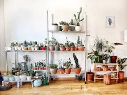 Best Houseplants For The Climate You