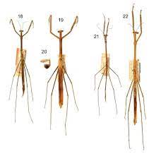 seven new species of praying mantises
