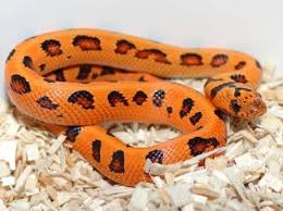 best snake bedding free delivery