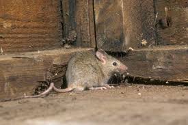 How To Get Rid Of Mice In The House 6