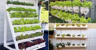 Diy Vertical Lettuce Garden Ideas