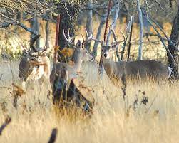 Animals are inherently attracted to mineral ﻿﻿﻿﻿s﻿ourc﻿es, and you can work on attracting some more deer to your property by making sure that they're present. How To Attract Deer To Your Yard Daily Shooting Shooting Tips And Reviews