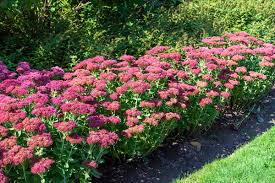 how to plant and grow sedum stonecrop