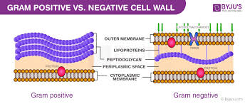 composition of bacterial cell wall