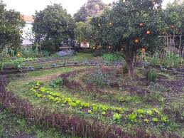 how to grow a permaculture food forest