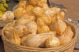 coconut is considered auspicious in religious event - શુભ કાર્યમાં શ્રીફળ  ફોડવું માનવામાં આવે છે પવિત્ર – News18 Gujarati