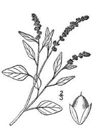 Plants Profile for Amaranthus deflexus (largefruit amaranth)