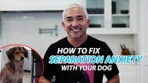 fix separation anxiety with your dog