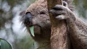 Är koalor farliga?