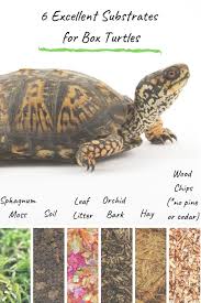 The Best Substrate For Box Turtles In