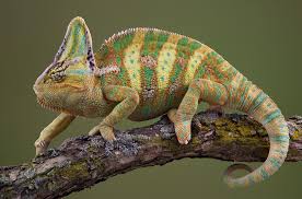 carpet chameleon care guide pictures