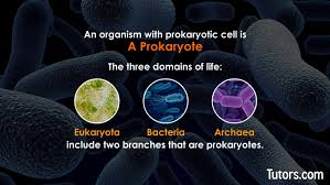 prokaryotic vs eukaryotic cells