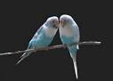 Pictures of 2 parrots kissing images download <?=substr(md5('https://encrypted-tbn0.gstatic.com/images?q=tbn:ANd9GcRsA1ucT8HdoA9T8lZP2xk7d_ekLUElcO0dGvwmQtaV4sUSfGyXlqYv5vo'), 0, 7); ?>