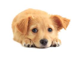 Image result for images of cute puppies