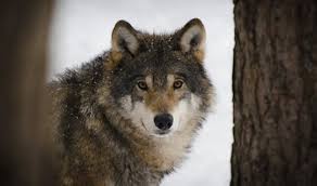 This is a gray wolf in yellowstone national park. Sn Bighorn Sheep