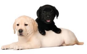 Foods You Must Feed A Labrador Guide To How To Feed Your