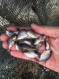 จำหน่ายพันธุ์ปลาน้ำจืดทุกชนิด สวรรคโลกพันธุ์ปลา สุโขทัย - Objave
