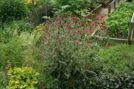 Rose Campion, Lychnis coronaria – Master Gardener Program