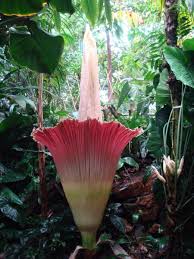 A viral photo claims to show a rare flower called 'nagapushpa' that blooms in the himalayas only once in 36 years. Amorphophallus Titanium Corpse Plant The Largest Flower In The World Only Blooms Every 40 Years Owlcation Education