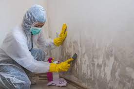 How Much Does Mold Removal Cost