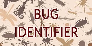 bug identifier what bugs pests are
