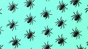 spider bites in children symptoms