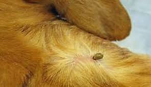 removing engorged ticks on dogs the