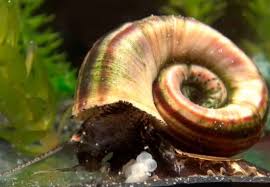 7 assassin snail breeding and eggs. Marisa Cornuarietis Snail Detailed Guide Care Diet And Breeding Shrimp And Snail Breeder