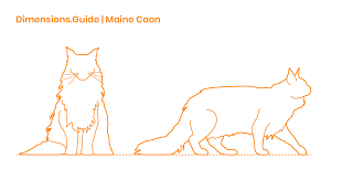 Maine Coon Cat Dimensions Drawings Dimensions Guide
