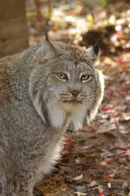Throughout north america, wild cats have left their mark on our landscapes, our folklore, and our experience of the wild. Beautiful Canadian Lynx North American Animals Animals Beautiful Animals Wild