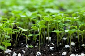 Start Seeds For Your Garden