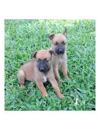The secret service uses the malawa dog to guard the white house. Belgian Malinois Puppies For Sale Gender Male