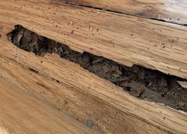expert wood repair termite control in