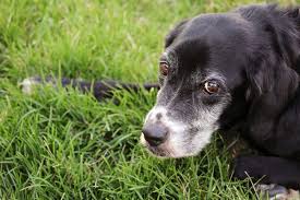 lupus in dogs signs symptoms