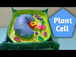Cell culture as a research model. Plant Cell 3d Model For School Project Simple And Easy Youtube