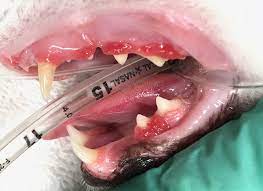 feline juvenile onset periodontal disease