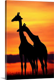 Giraffes Silhouettes At Sunset Large Solid Faced Canvas Wall Art Print Great Big Canvas