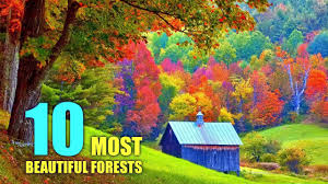 top 10 most beautiful forests in the