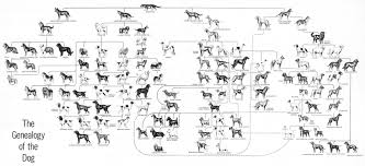 Genealogy Of The Dog Wonderful Chart From An Old Life