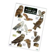 Guide To British Owls And Owl Pellets