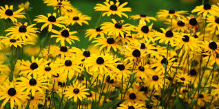 yellow wildflowers ohio which yellow