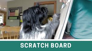 dog nail trims using a scratch board