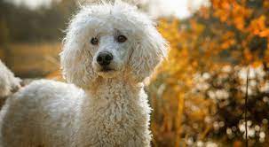 5 health conditions poodles are at risk