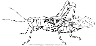 37+ grasshopper coloring pages for printing and coloring. Crayon Palace Grasshopper Coloring Page