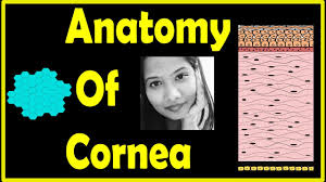cornea anatomy complete lecture