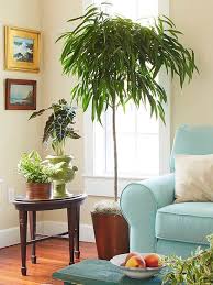 Indoor Trees To Add Leafy Accents