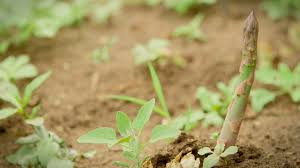Les asperges sont parmi les premiers légumes verts à sortir après la fin de l'hiver et leur présence sur les marchés annonce le début du printemps. La Culture De L Asperge Youtube