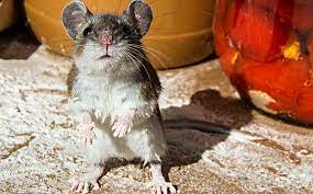 Mice In San Antonio Homes