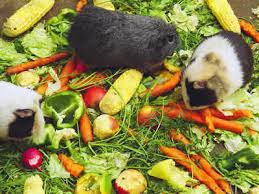 Guinea Pig Vegetable And Fruit Requirements