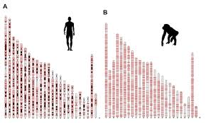 human jumping genes